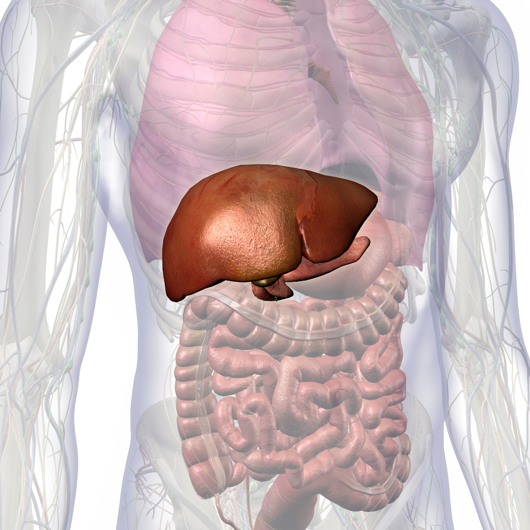 The Liver: Your Body’s Master Detoxifier and Energy Engine