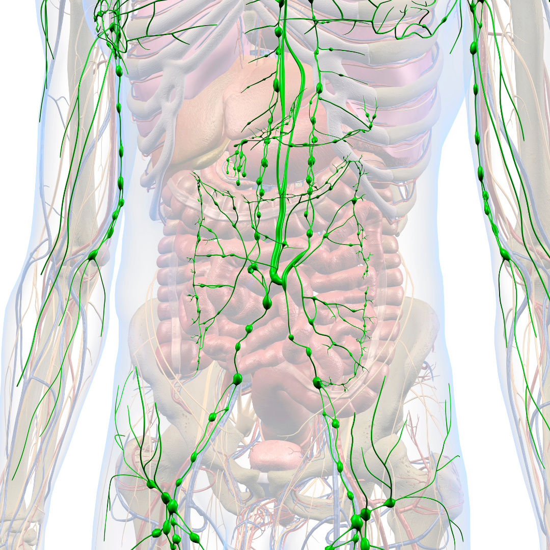 The Ultimate Guide to the Lymphatic System